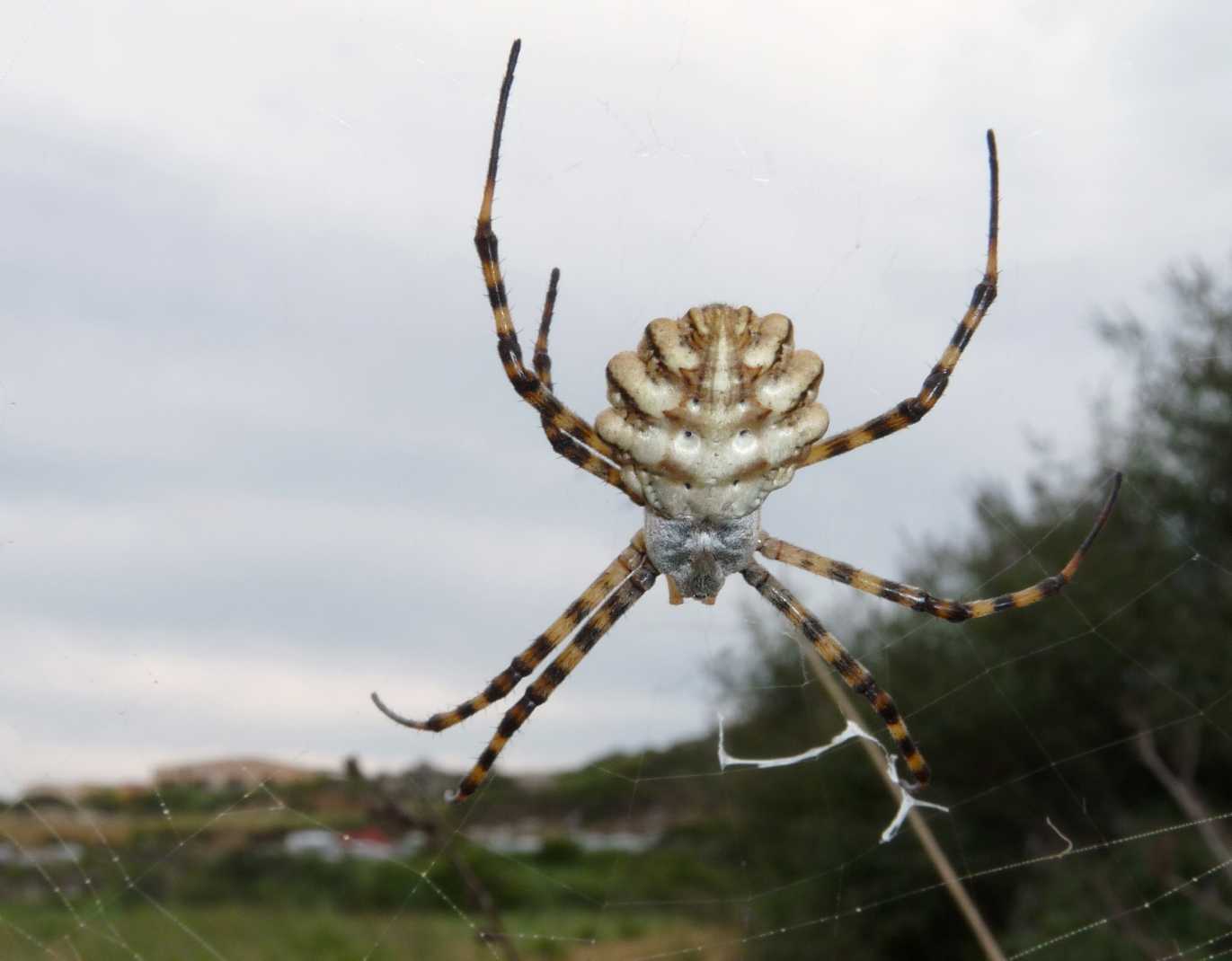 Il paradiso delll''Argiope